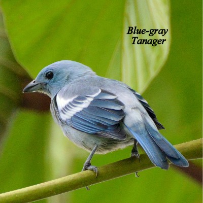 Blue-gray Tanager